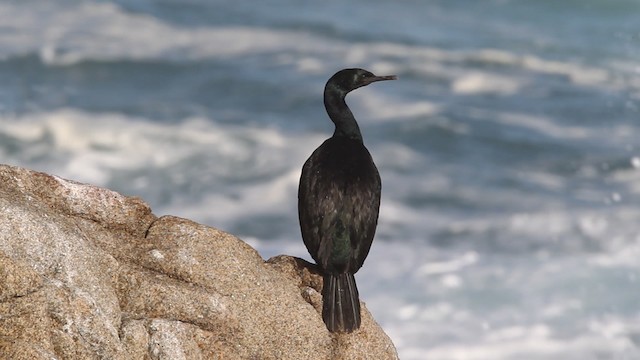  - Pelagic Cormorant