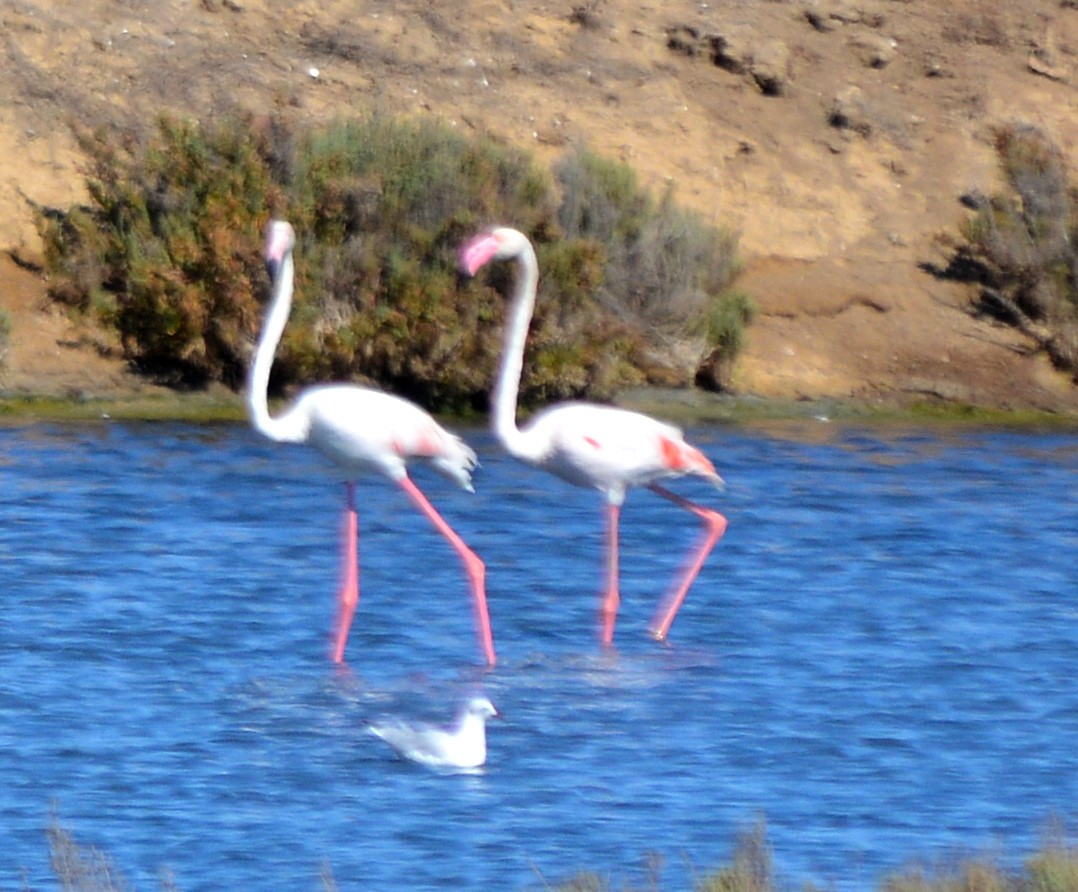 Greater Flamingo - ML482422581