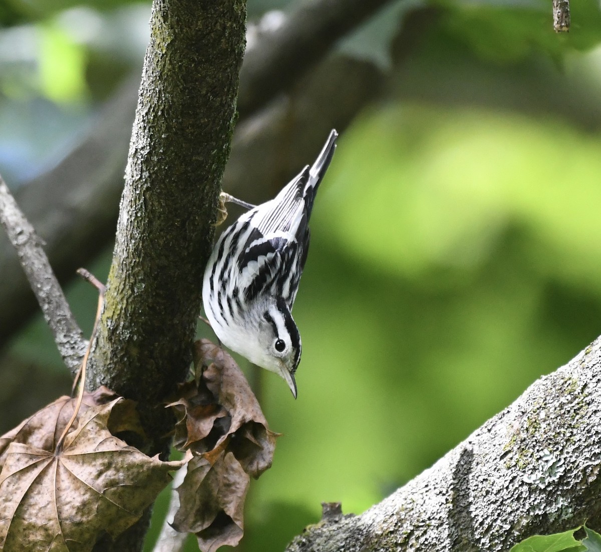 Black-and-white Warbler - ML482423331