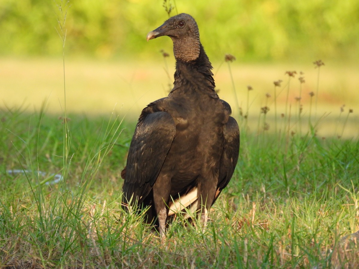 Black Vulture - ML482425971