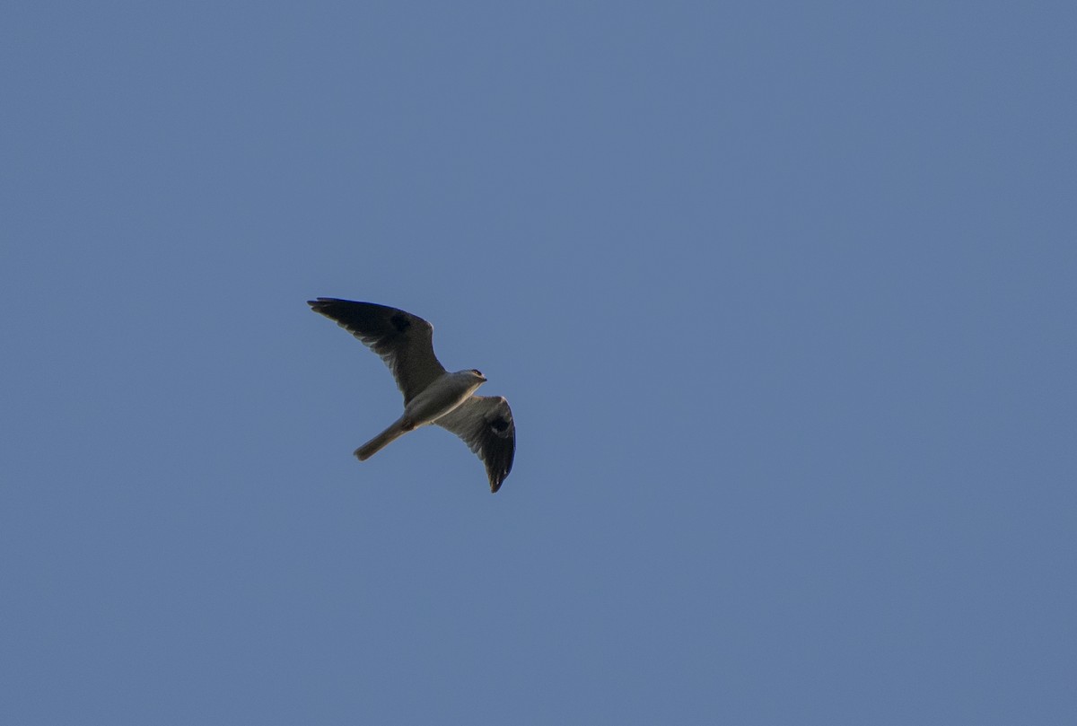 White-tailed Kite - David Carmo