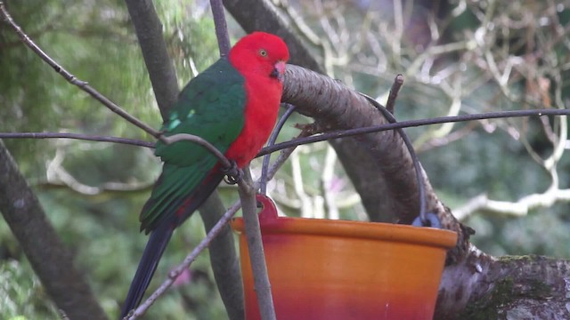 Avustralya Kral Papağanı - ML482430