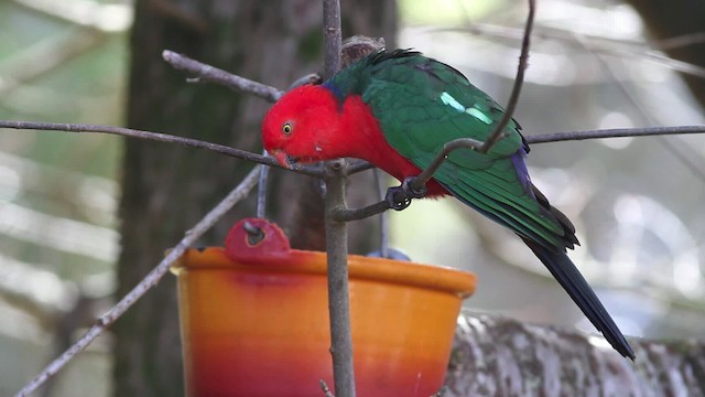 Avustralya Kral Papağanı - ML482431