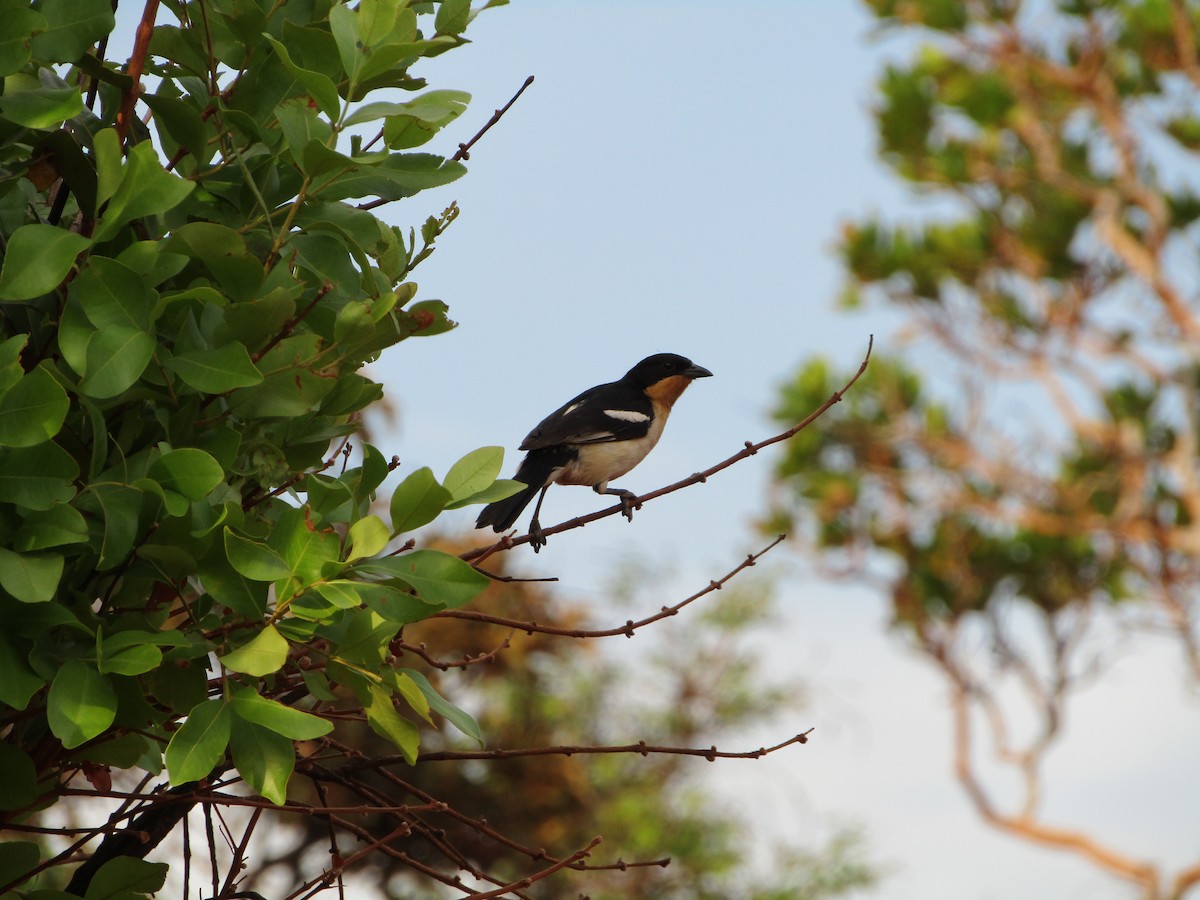 White-rumped Tanager - ML482433711