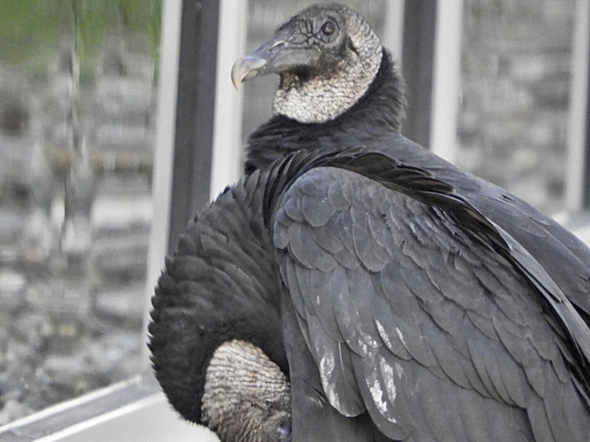 Black Vulture - ML482435701