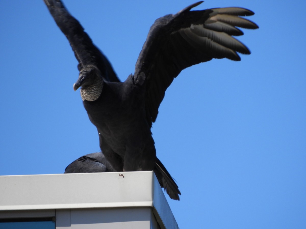 Black Vulture - ML482435721