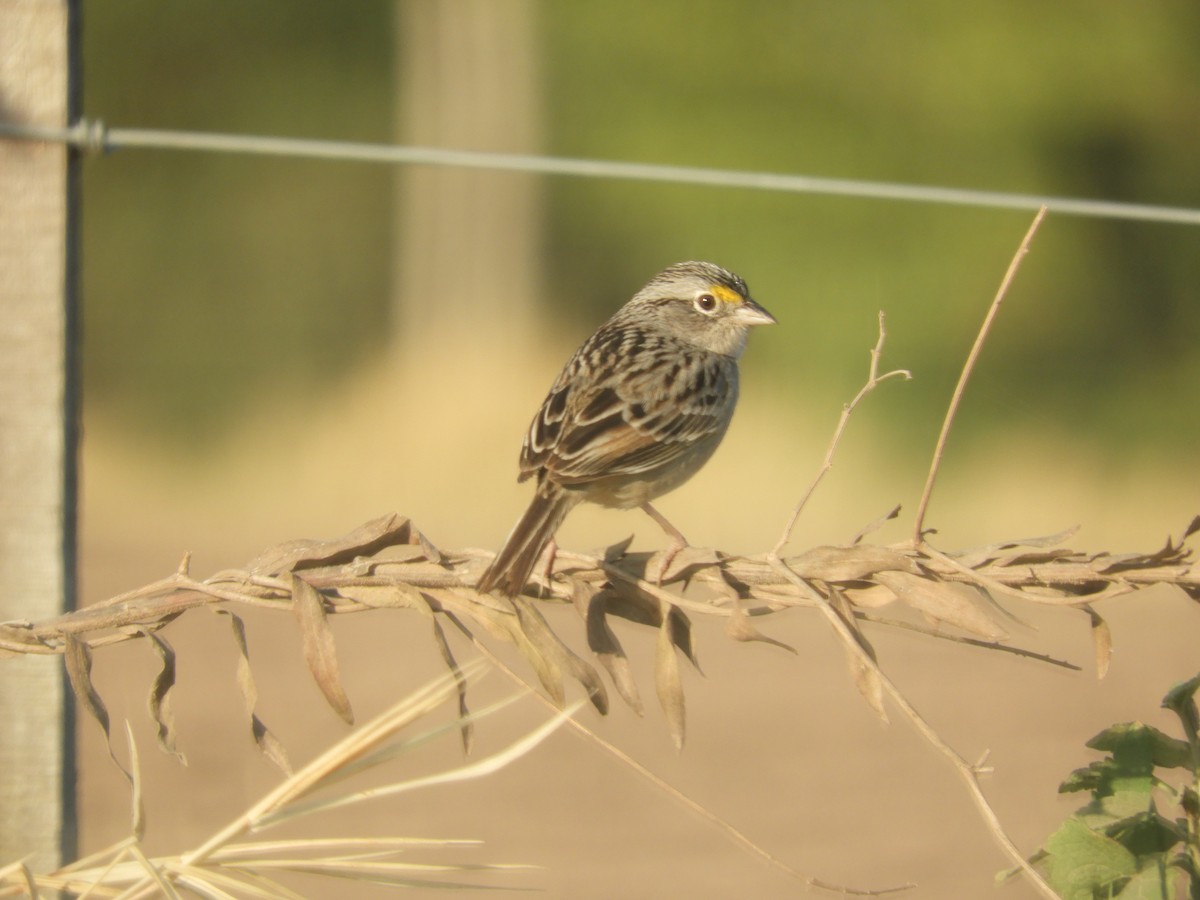 Grassland Sparrow - ML482438031