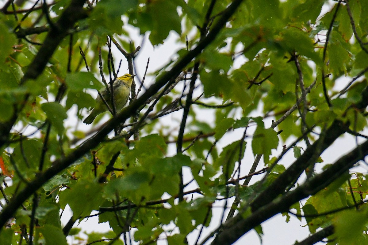Black-throated Green Warbler - Raphaël Nussbaumer