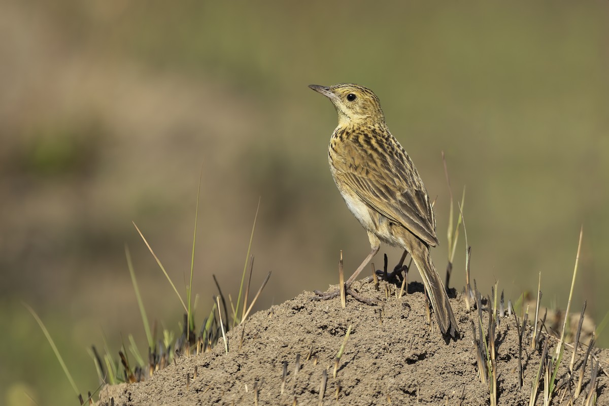 Ochre-breasted Pipit - ML482448321
