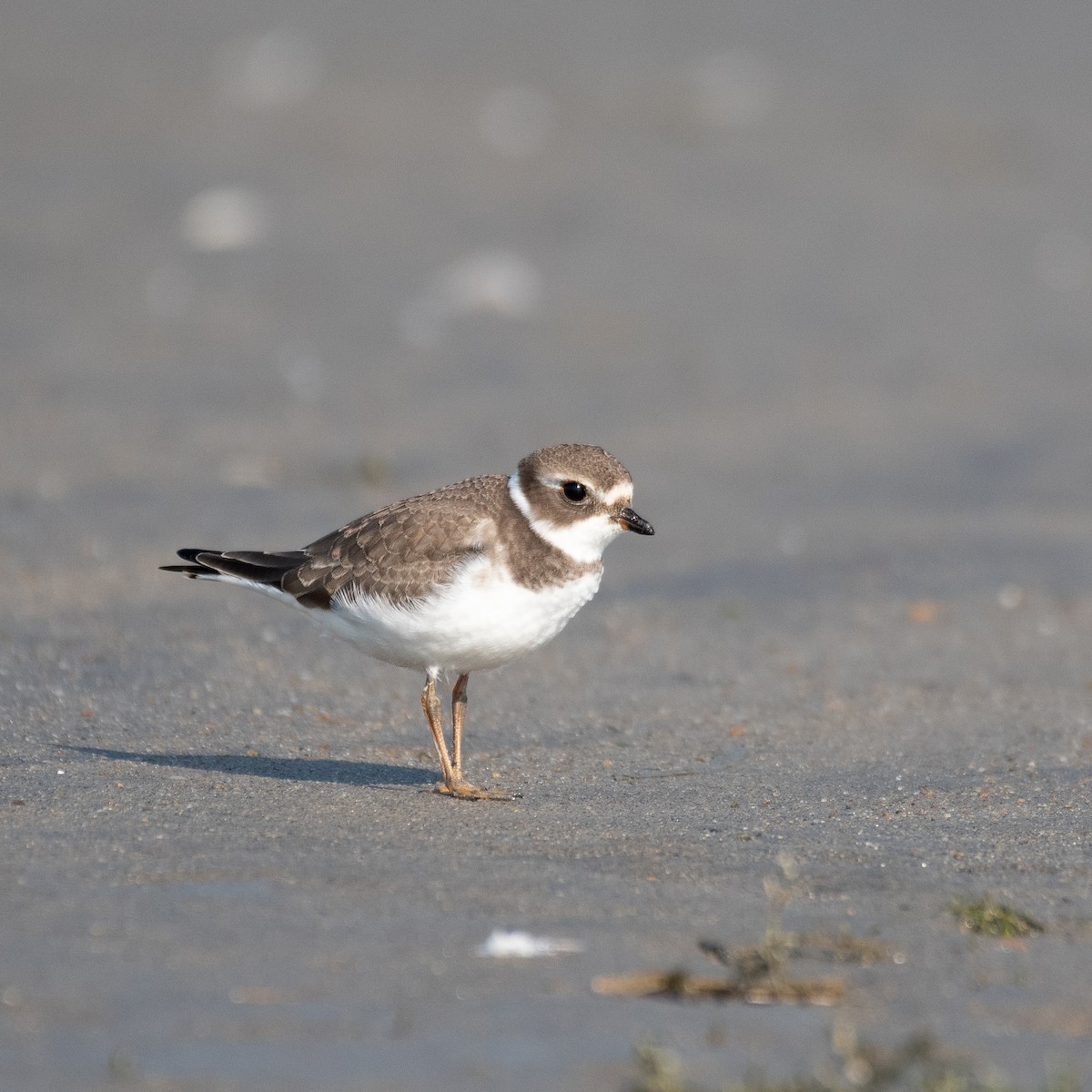 Semipalmated Plover - ML482452581
