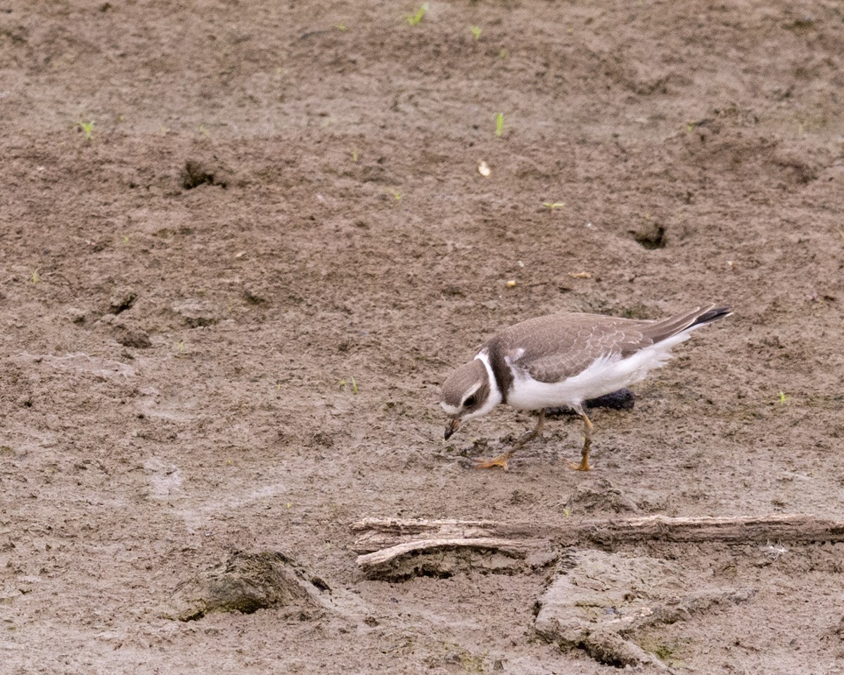 Semipalmated Plover - ML482453061