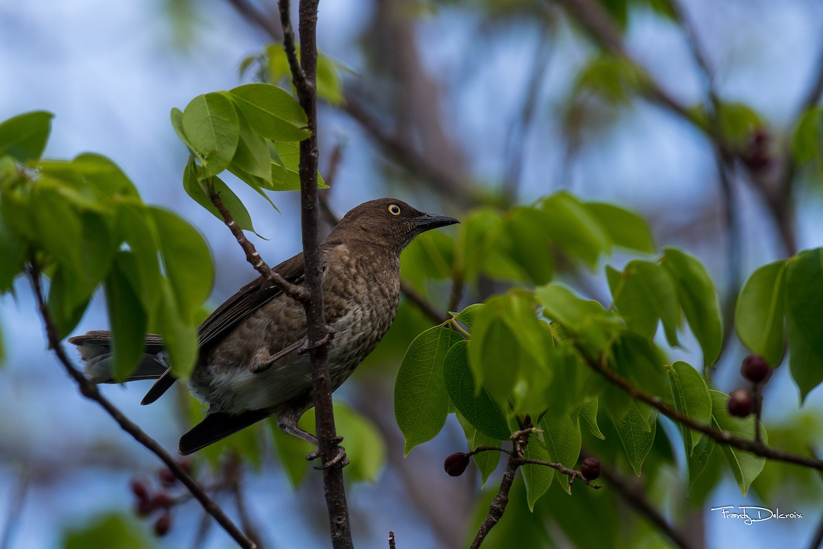 Scaly-breasted Thrasher - ML482455291