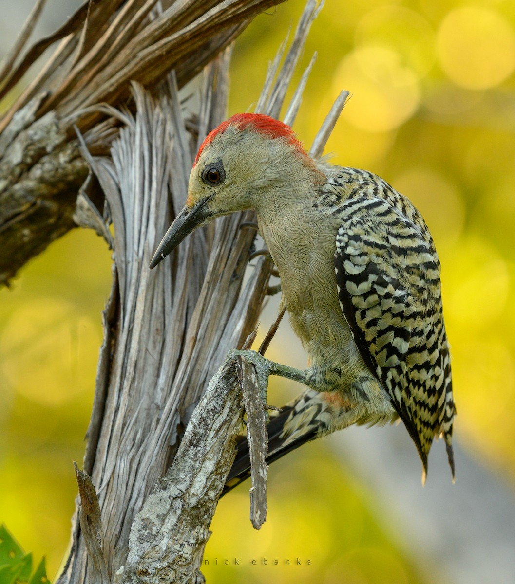 West Indian Woodpecker - Nick Ebanks