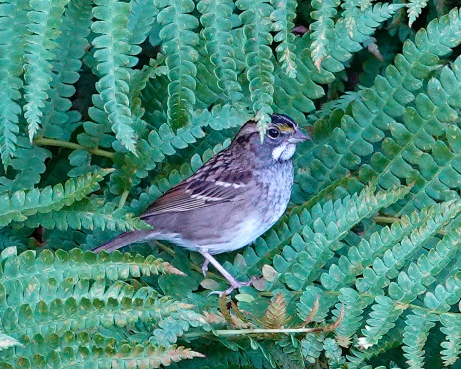 White-throated Sparrow - ML482457791