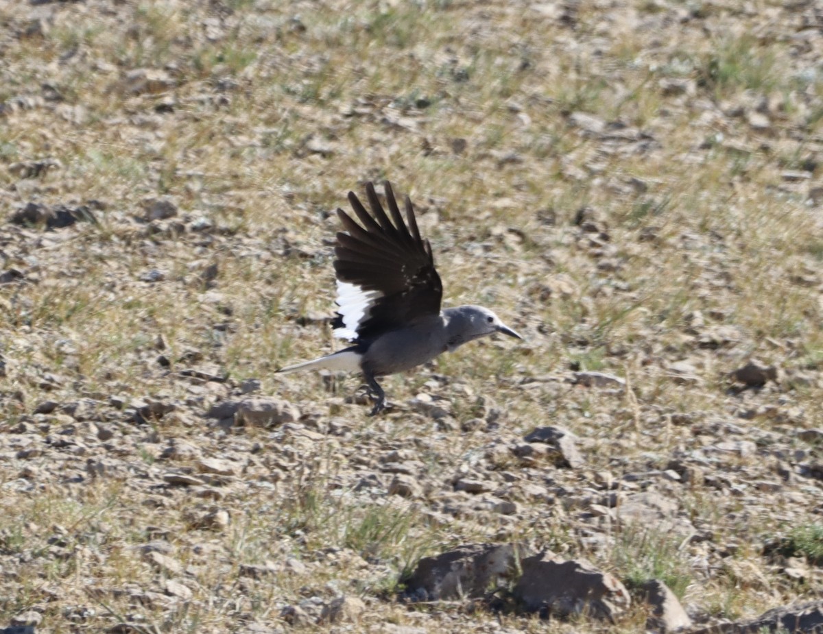 Clark's Nutcracker - ML482459151