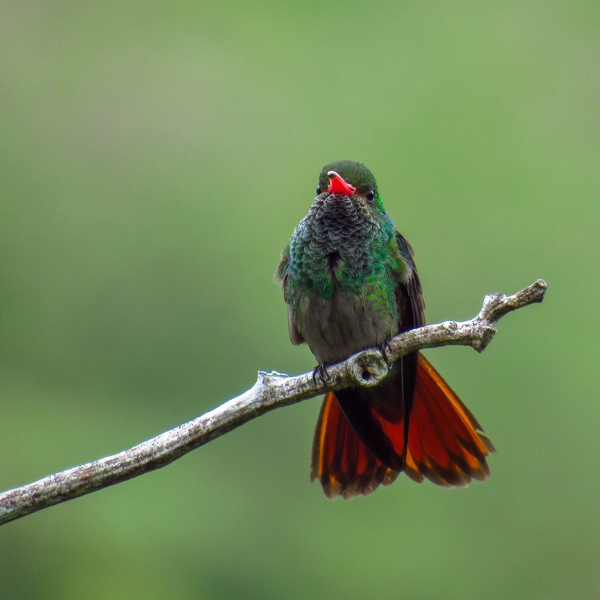 Rufous-tailed Hummingbird - ML482468781
