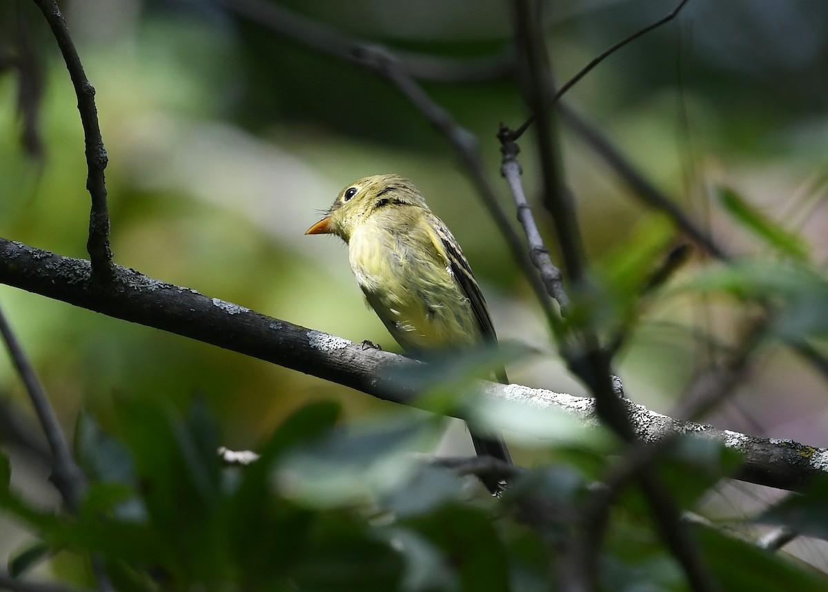 Ebird checklist 8 sep 2022 three rivers wma big fields