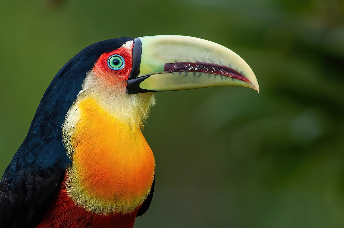 Red-breasted Toucan - Raphael Kurz -  Aves do Sul