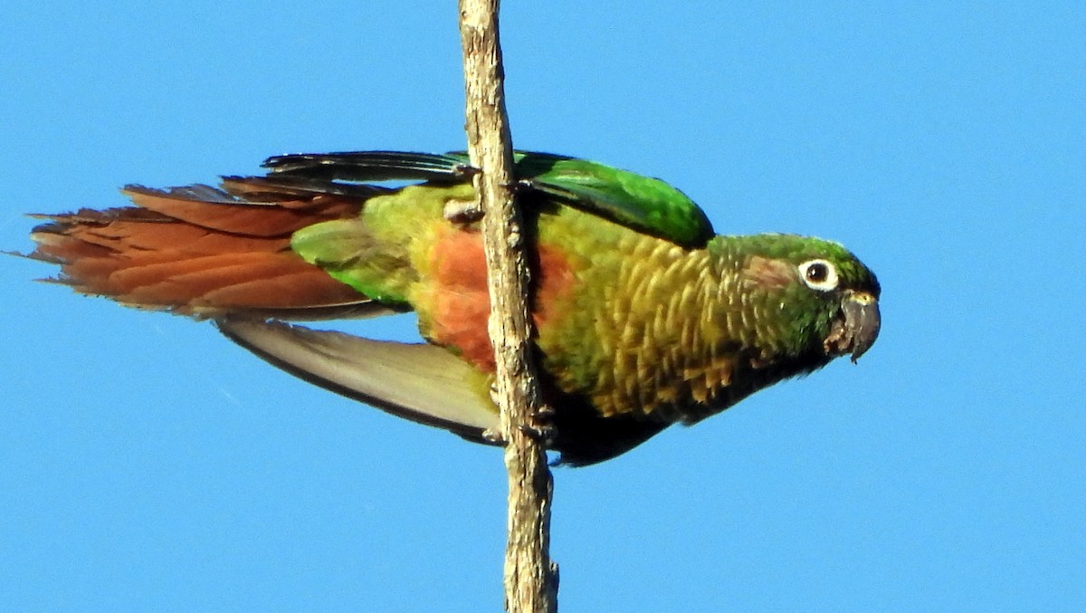 Maroon-bellied Parakeet - Silvana Frigerio