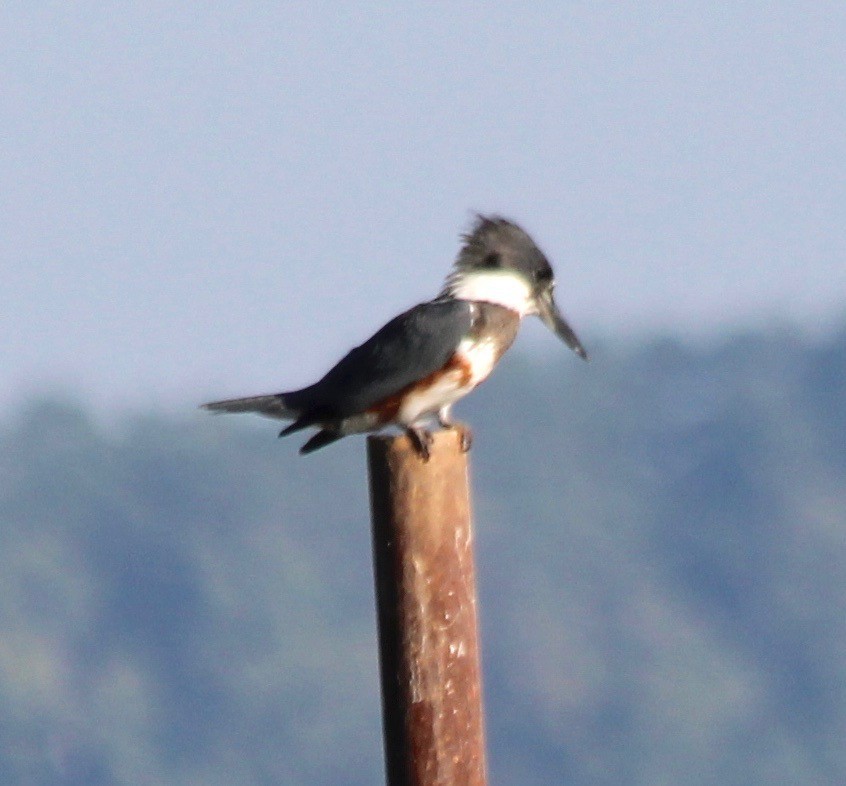 Belted Kingfisher - ML482481821