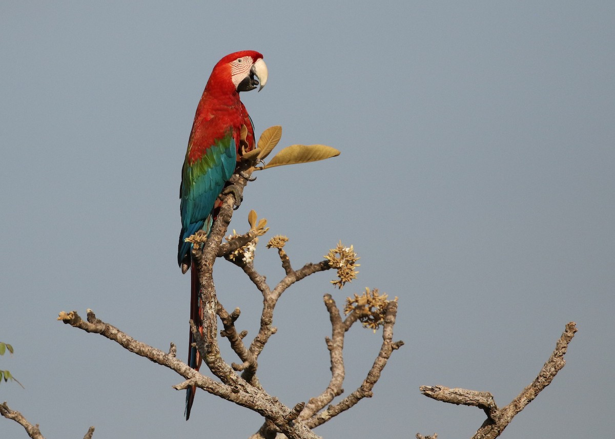 Red-and-green Macaw - ML482484991