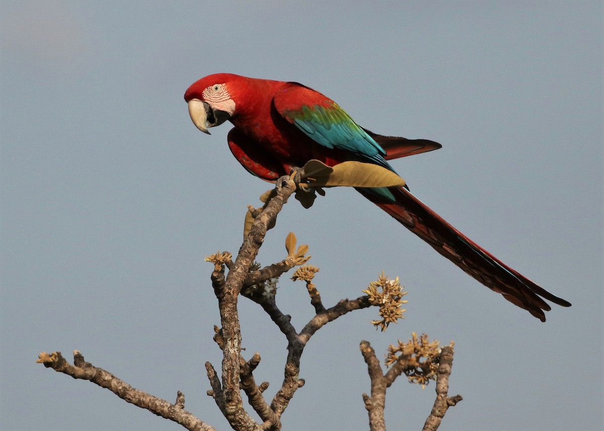 Red-and-green Macaw - ML482485061