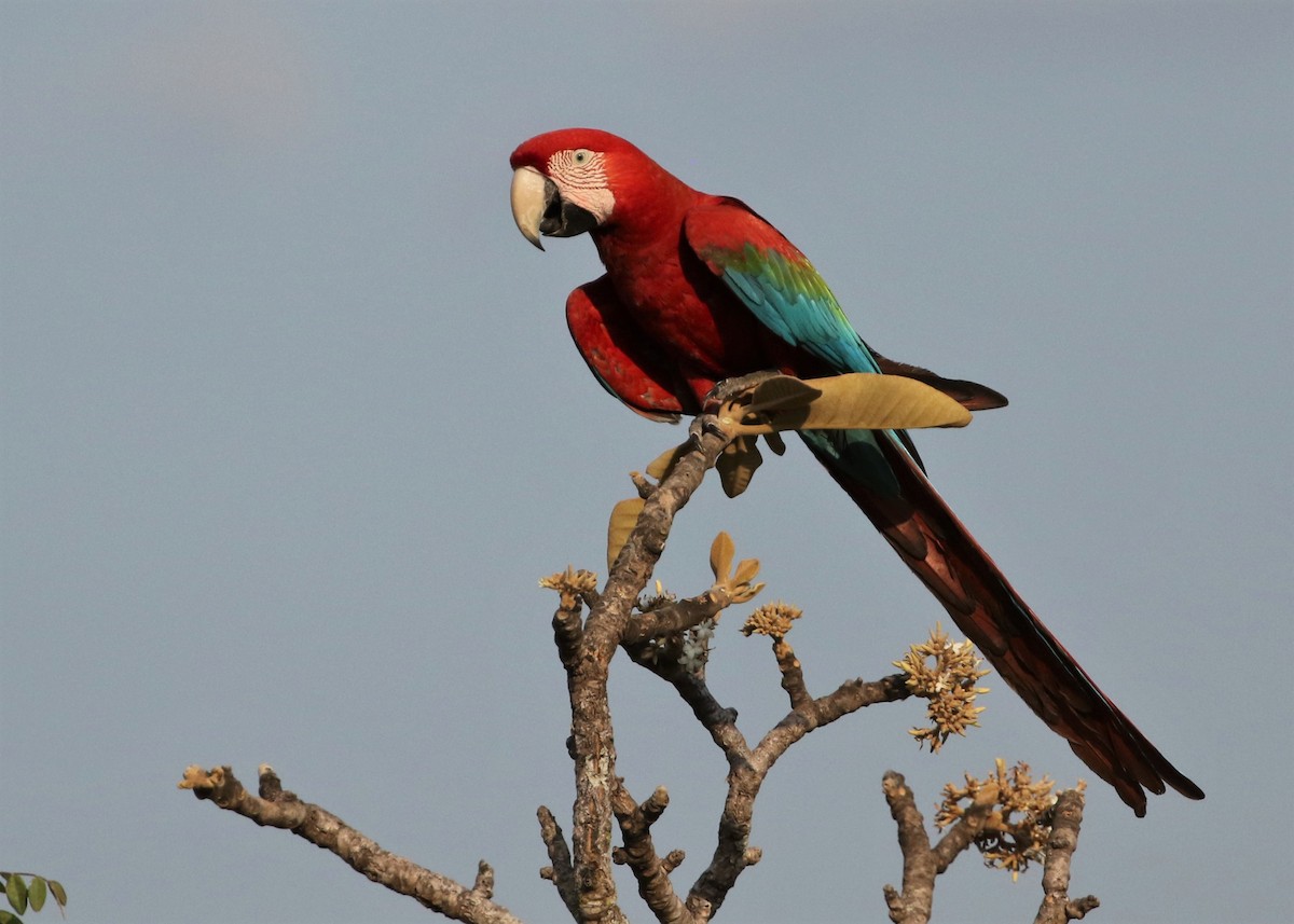 Red-and-green Macaw - ML482485071