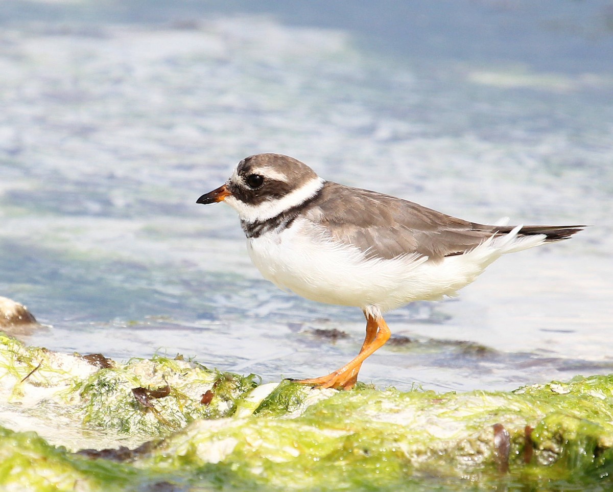 Common Ringed Plover - ML48248521