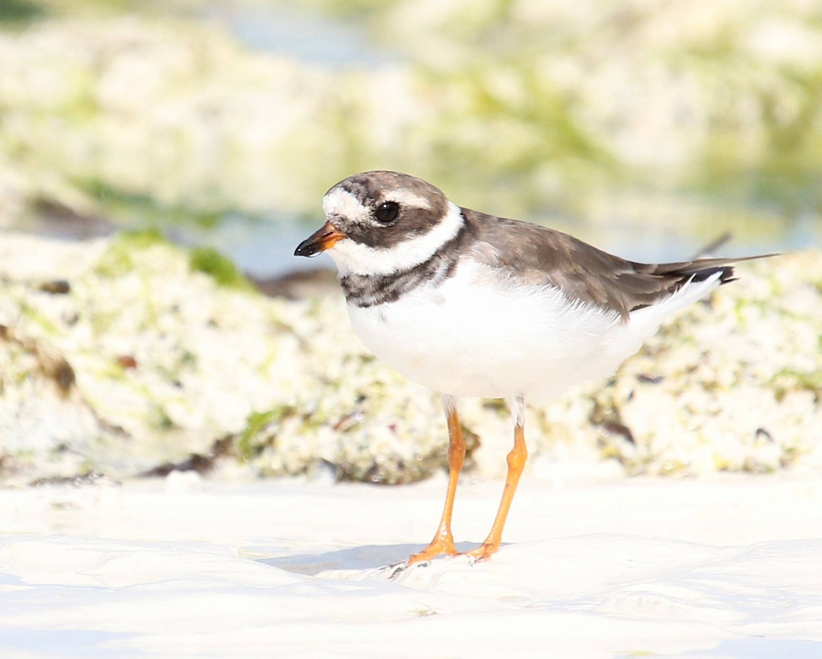 Common Ringed Plover - ML48248531