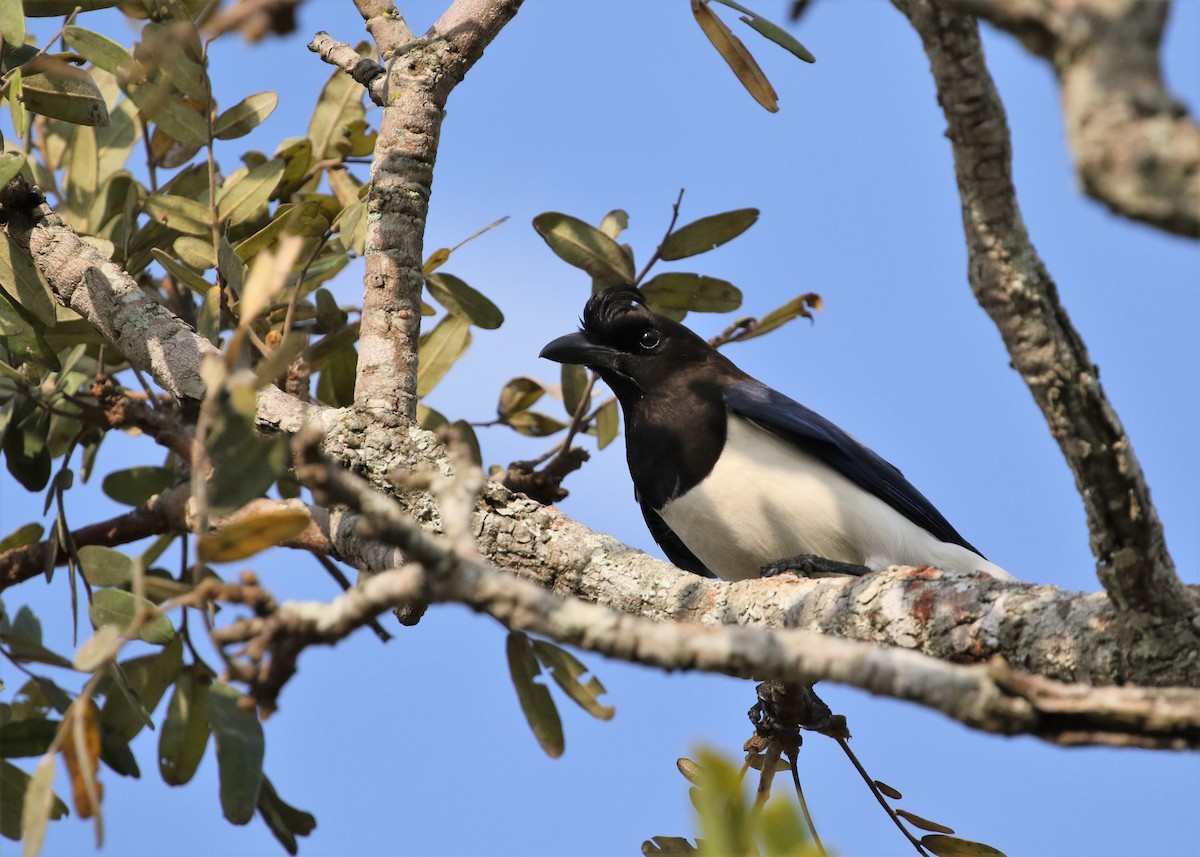 Curl-crested Jay - ML482485371