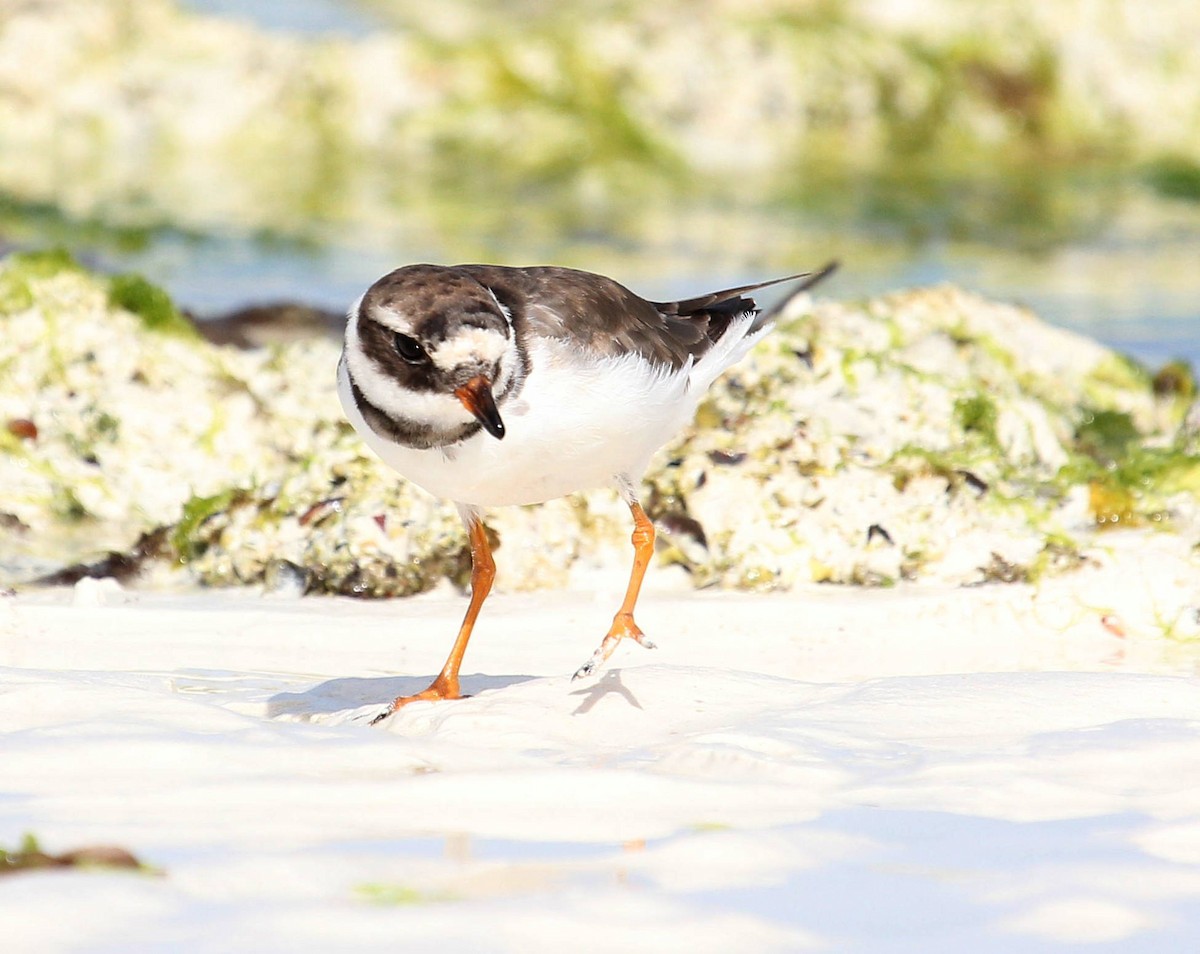 Common Ringed Plover - ML48248541