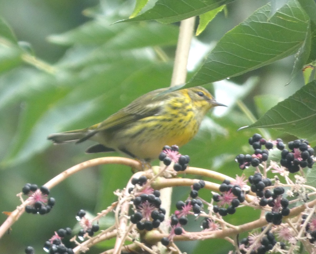 Cape May Warbler - ML482490481
