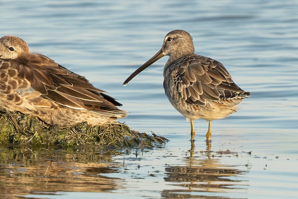 Long-billed Dowitcher - ML482492121