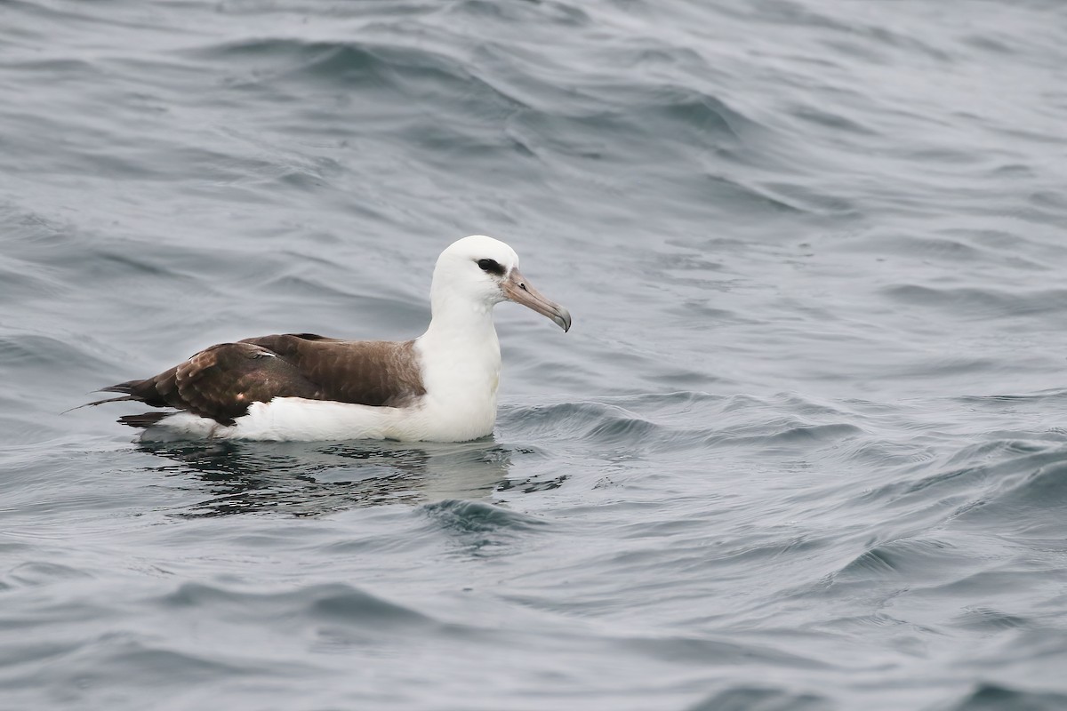 Laysan Albatross - Liam Hutcheson