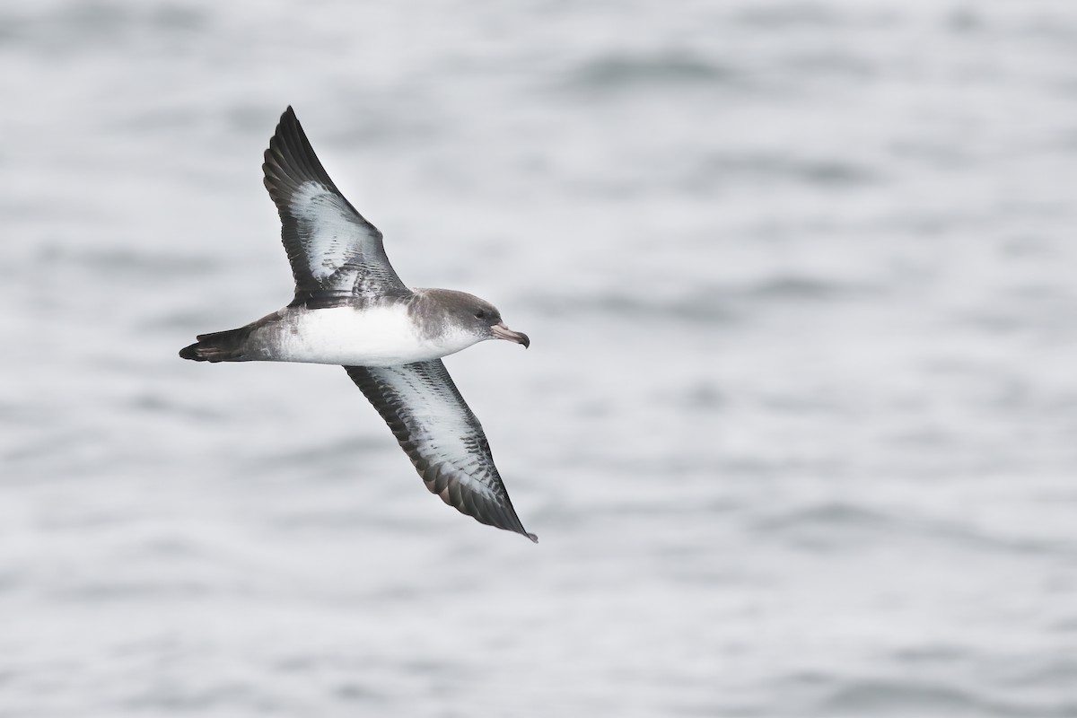 Pink-footed Shearwater - ML482495961