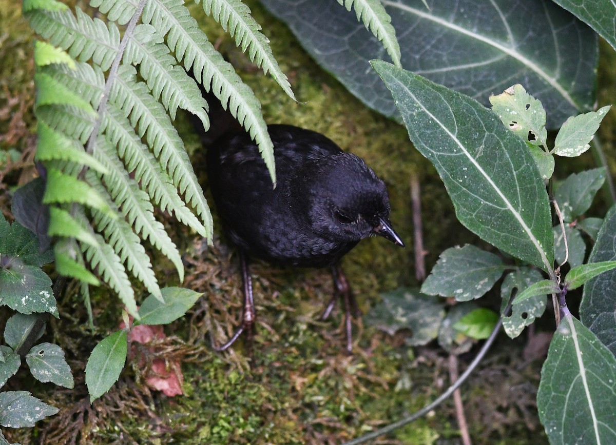 White-crowned Tapaculo - ML482498631
