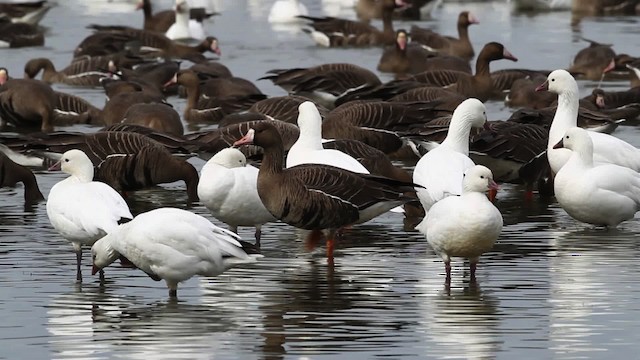 Greater White-fronted Goose - ML482501