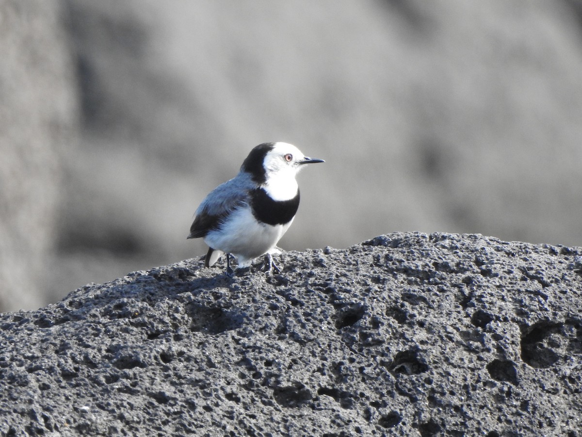 White-fronted Chat - ML482503771