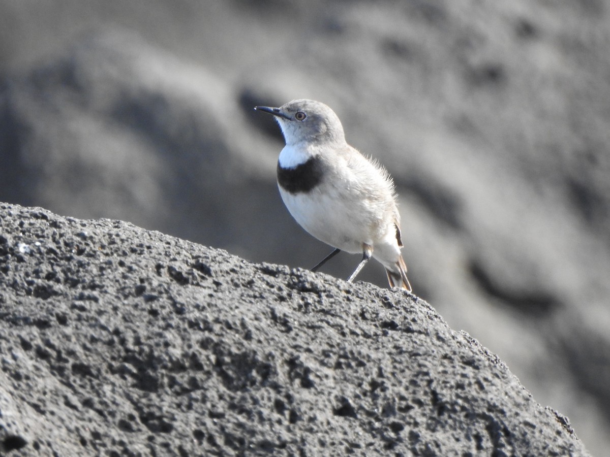 White-fronted Chat - ML482503781