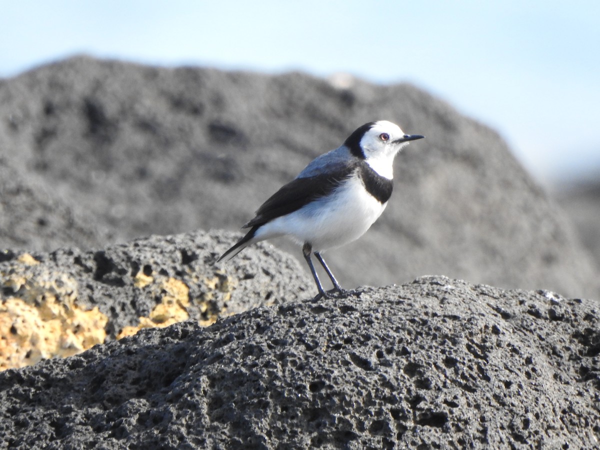 White-fronted Chat - ML482503791