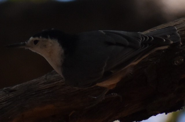 White-breasted Nuthatch - ML482505581