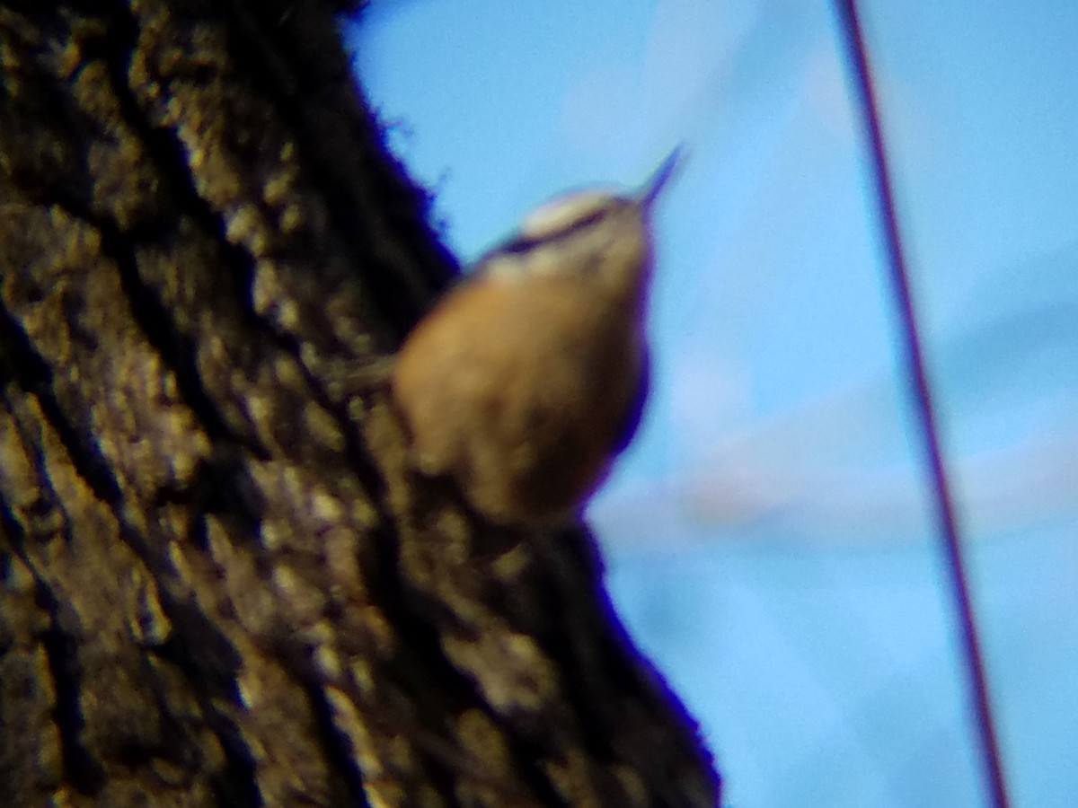 Red-breasted Nuthatch - Kevin Hudson