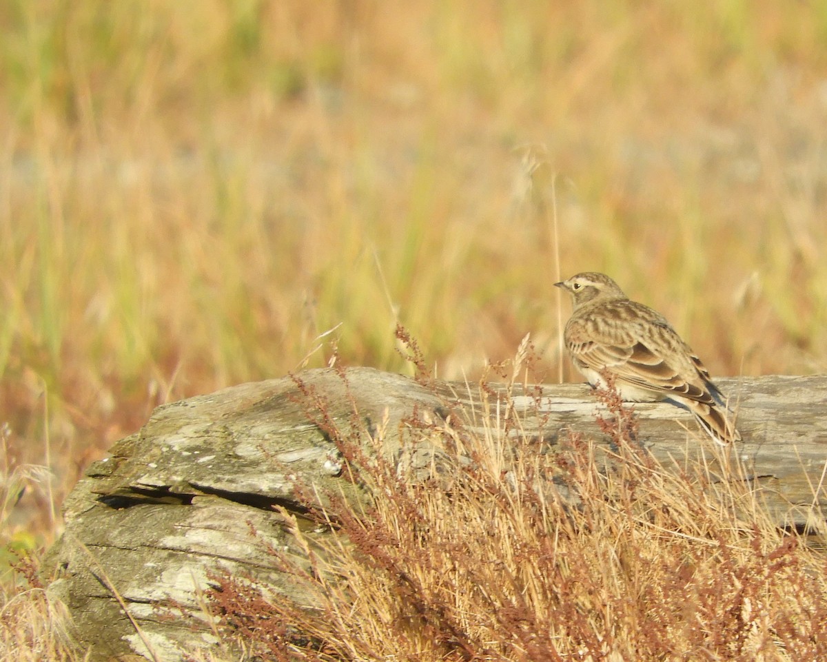 eBird Checklist 8 Sep 2022 South Beach, San Juan Island 4 species