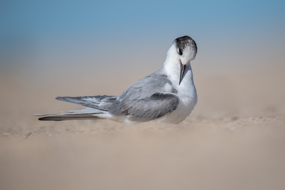 Arctic Tern - Martin Anderson
