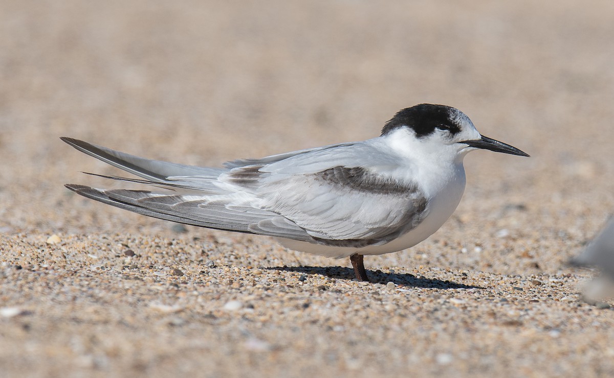 White-fronted Tern - ML482517581
