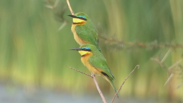 Little Bee-eater - ML482523891