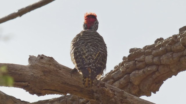 Cardinal Woodpecker - ML482523921