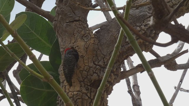 Cardinal Woodpecker - ML482523961