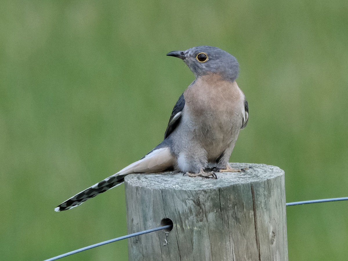 Fan-tailed Cuckoo - Gareth Pellas