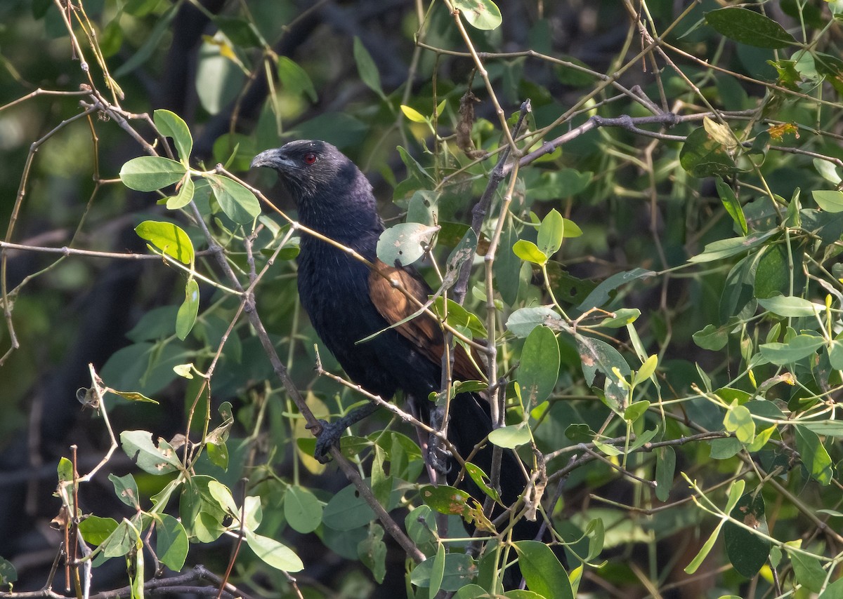 Greater Coucal - ML482529311